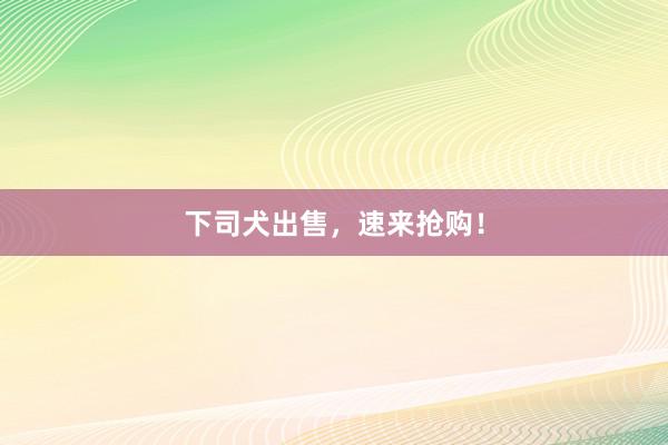 下司犬出售，速来抢购！